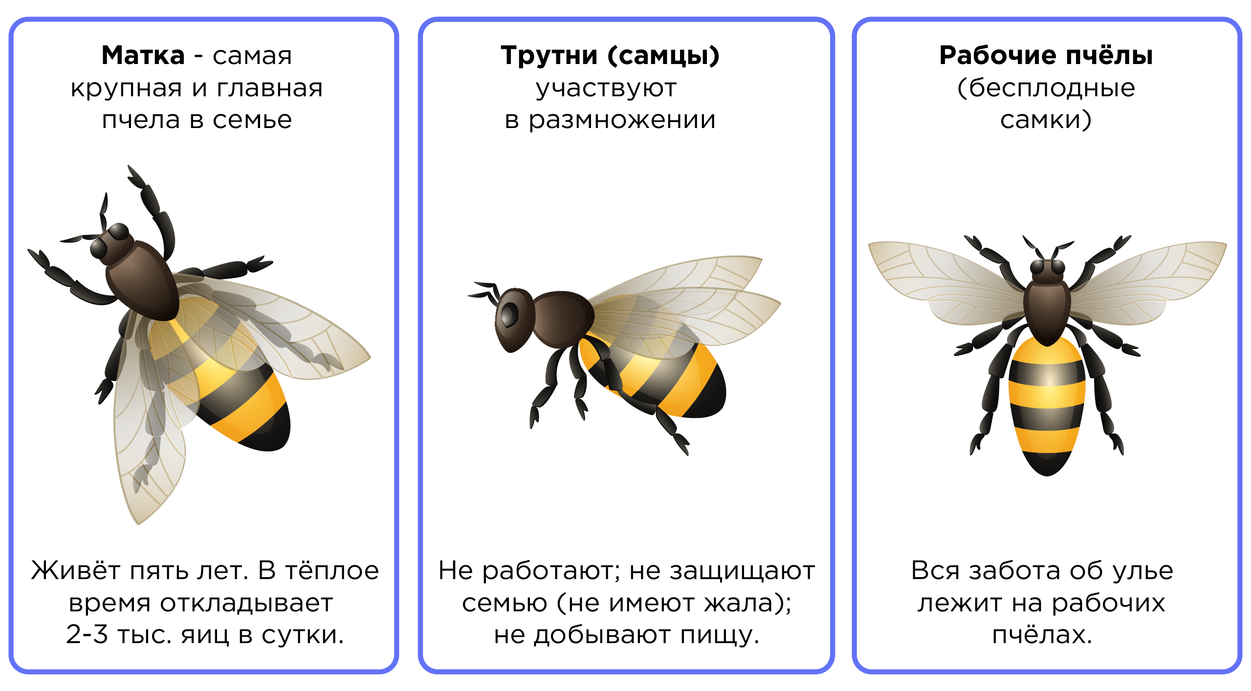 Многообразие насекомых. Значение насекомых | Биология 7 класс