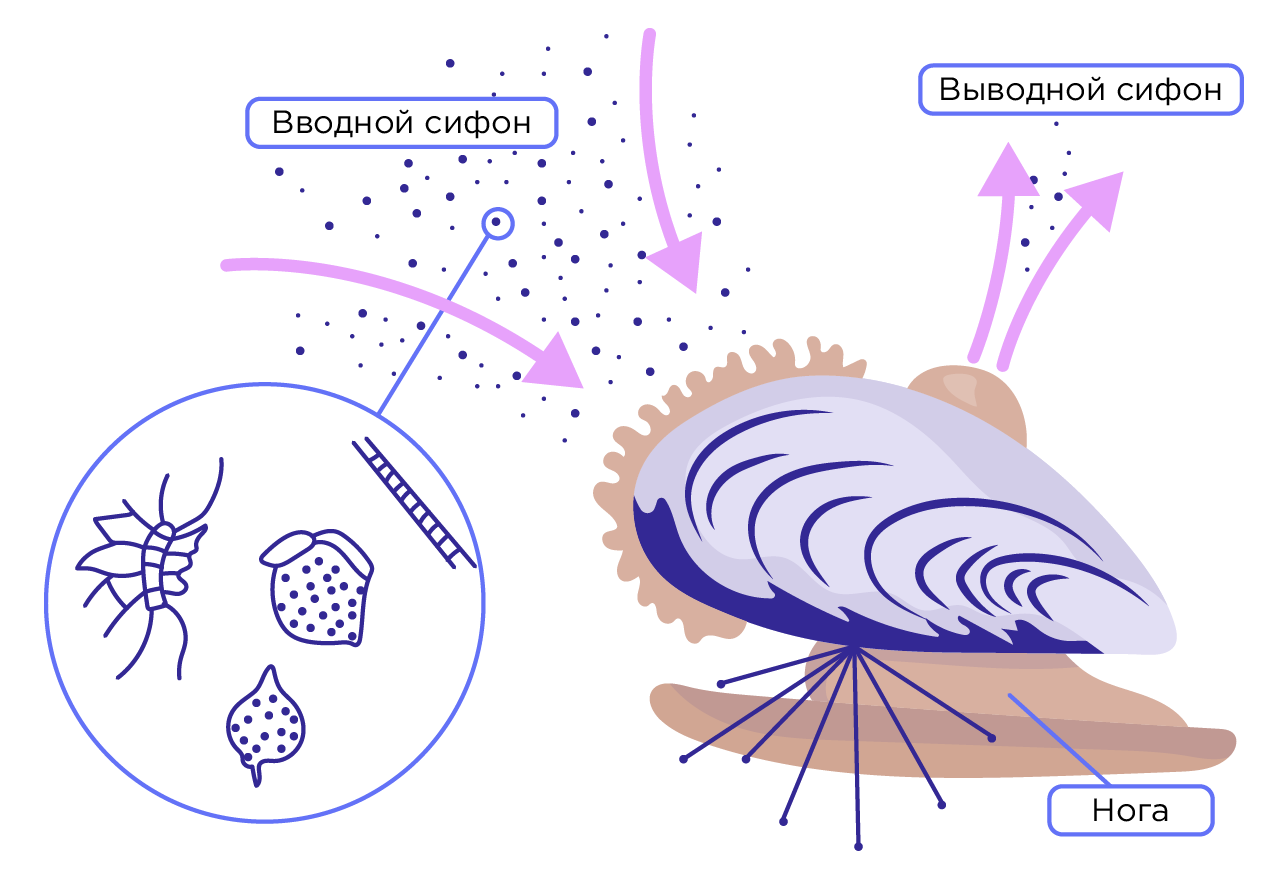 Многообразие моллюсков. Их роль в природе и жизни человека | Биология 7  класс