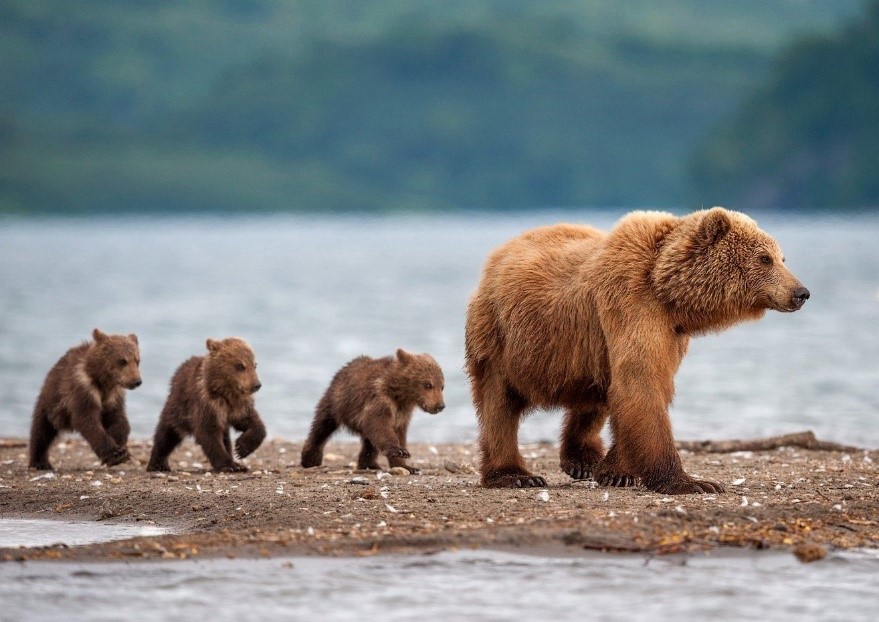 Рис. 2. Медвежье семейство на Камчатке