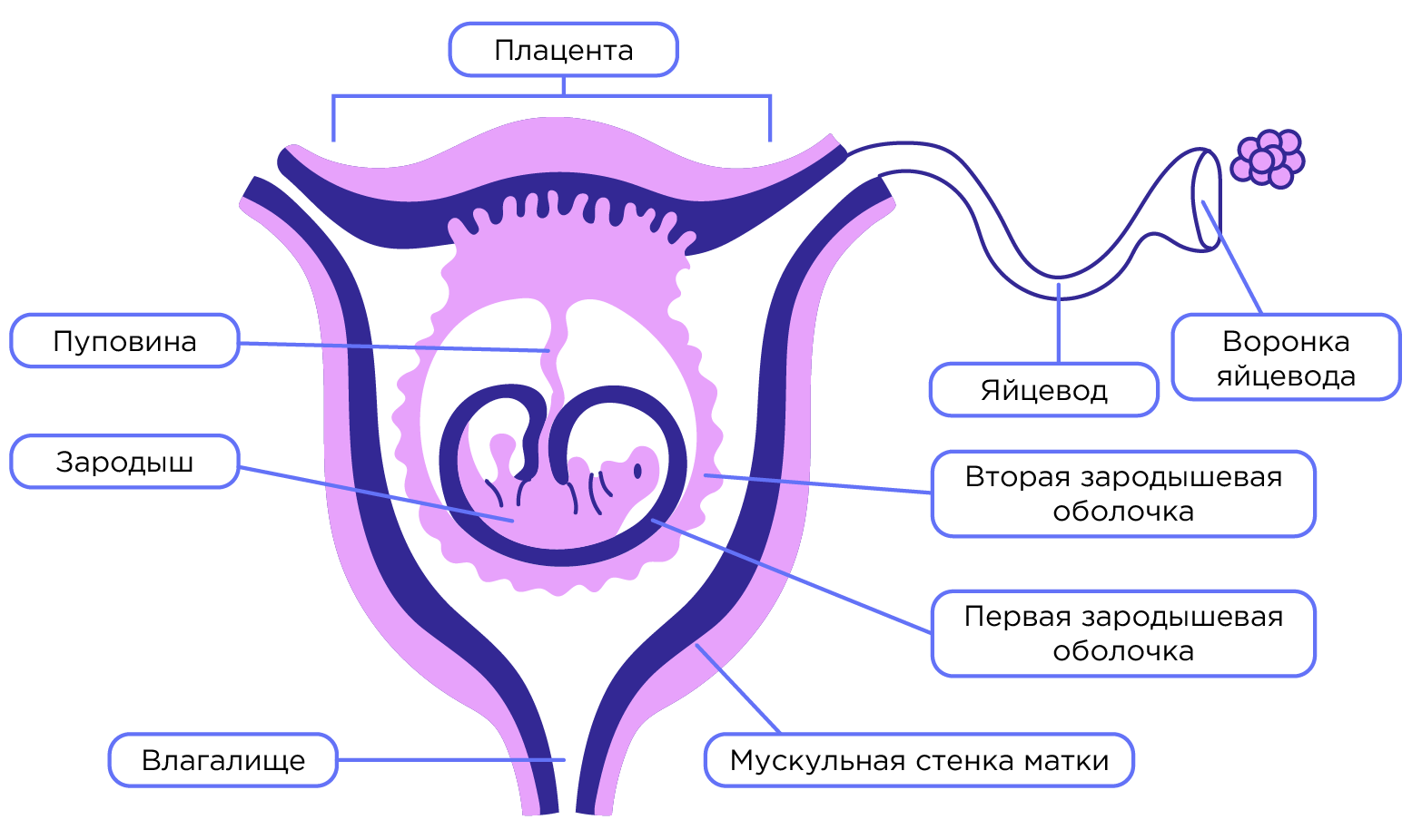 Размножение и сезонные явления в жизни млекопитающих. Экологические группы  млекопитающих | Биология 7 класс