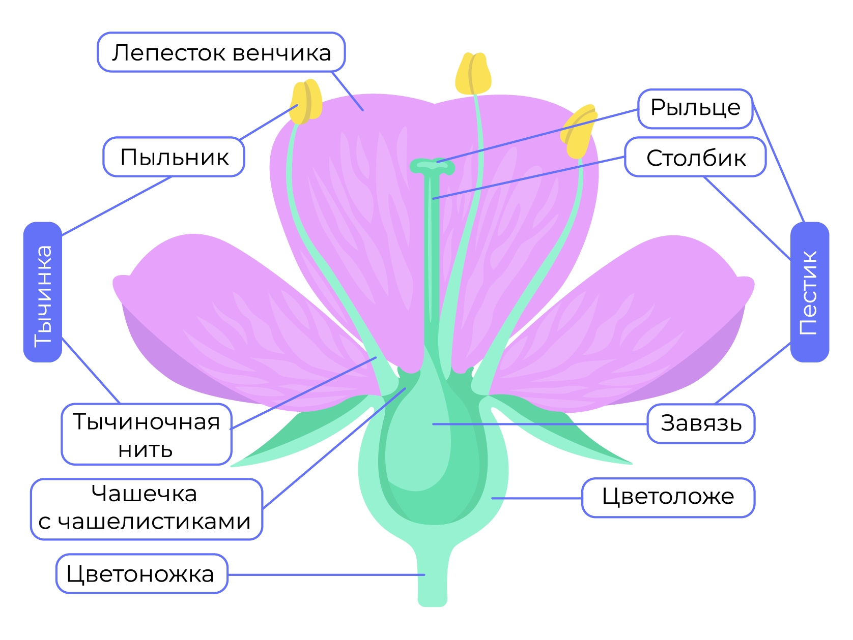 Чашелистик пыльник и завязь на рисунке цветка. Цветоложе цветка. Цветок строение и функции. Строение цветка яблони. Схема цветка.