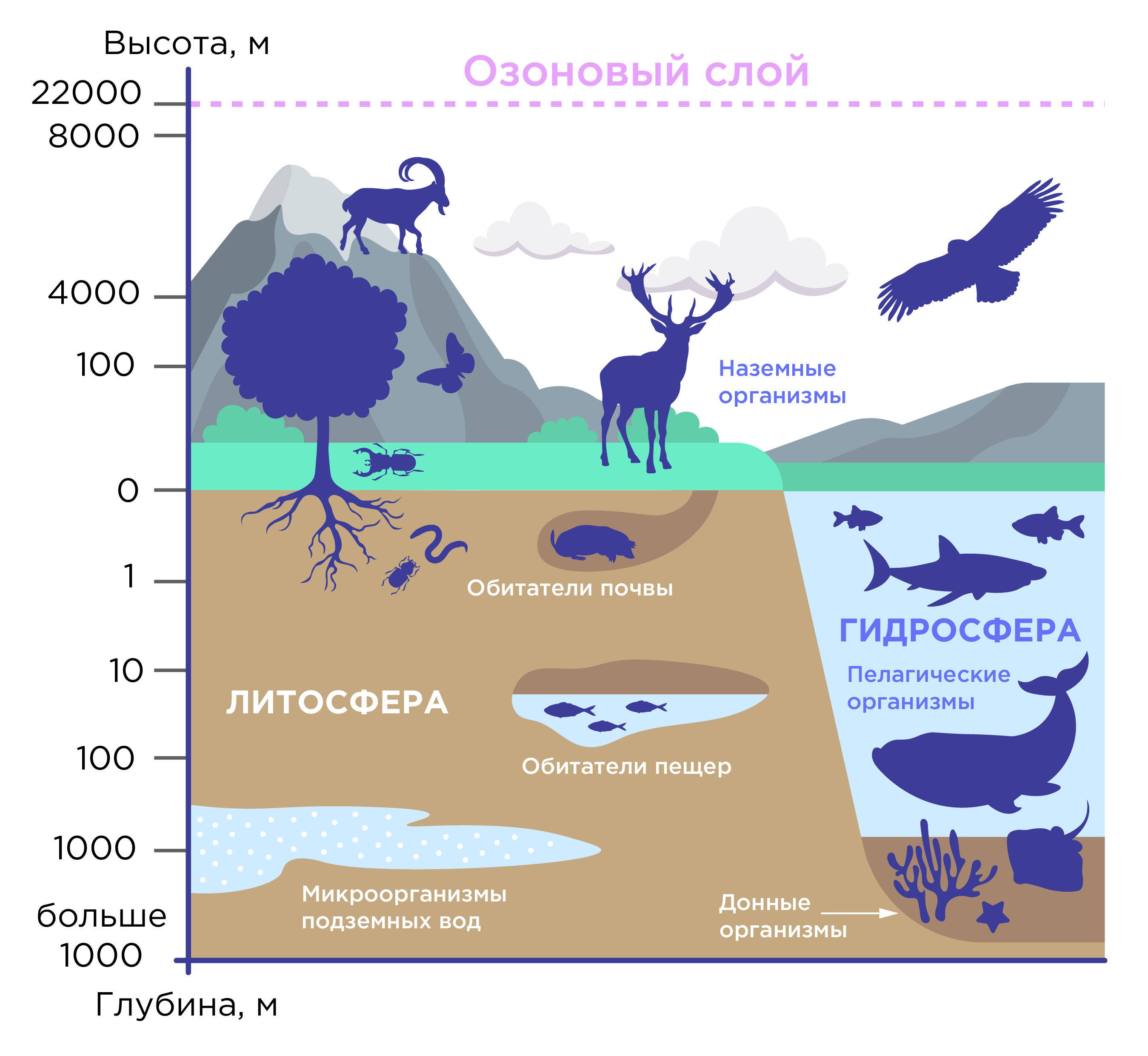 Связь биосферы с гидросферой