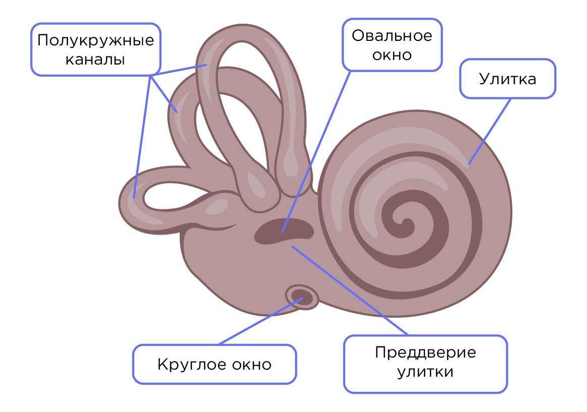 Строение уха биология 8. Строение слуховой улитки. Улитка орган равновесия. Строение органа равновесия человека. Улитка слуховой анализатор.