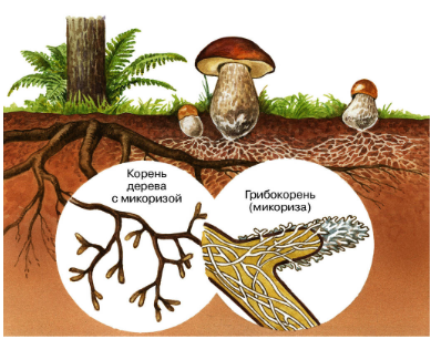 Рис. 6. Сращение корней дерева и грибницы