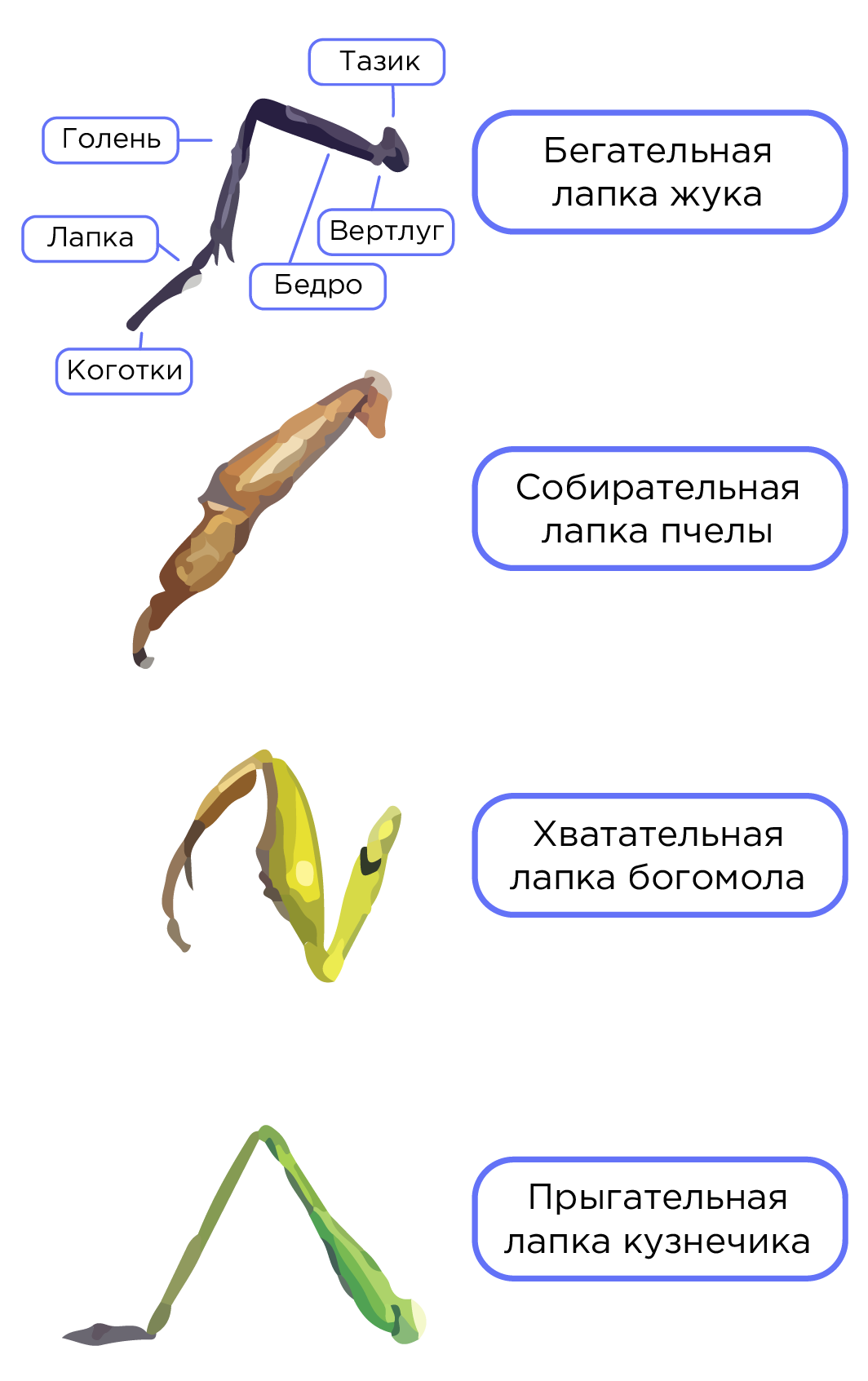 Класс Насекомые | Биология 7 класс