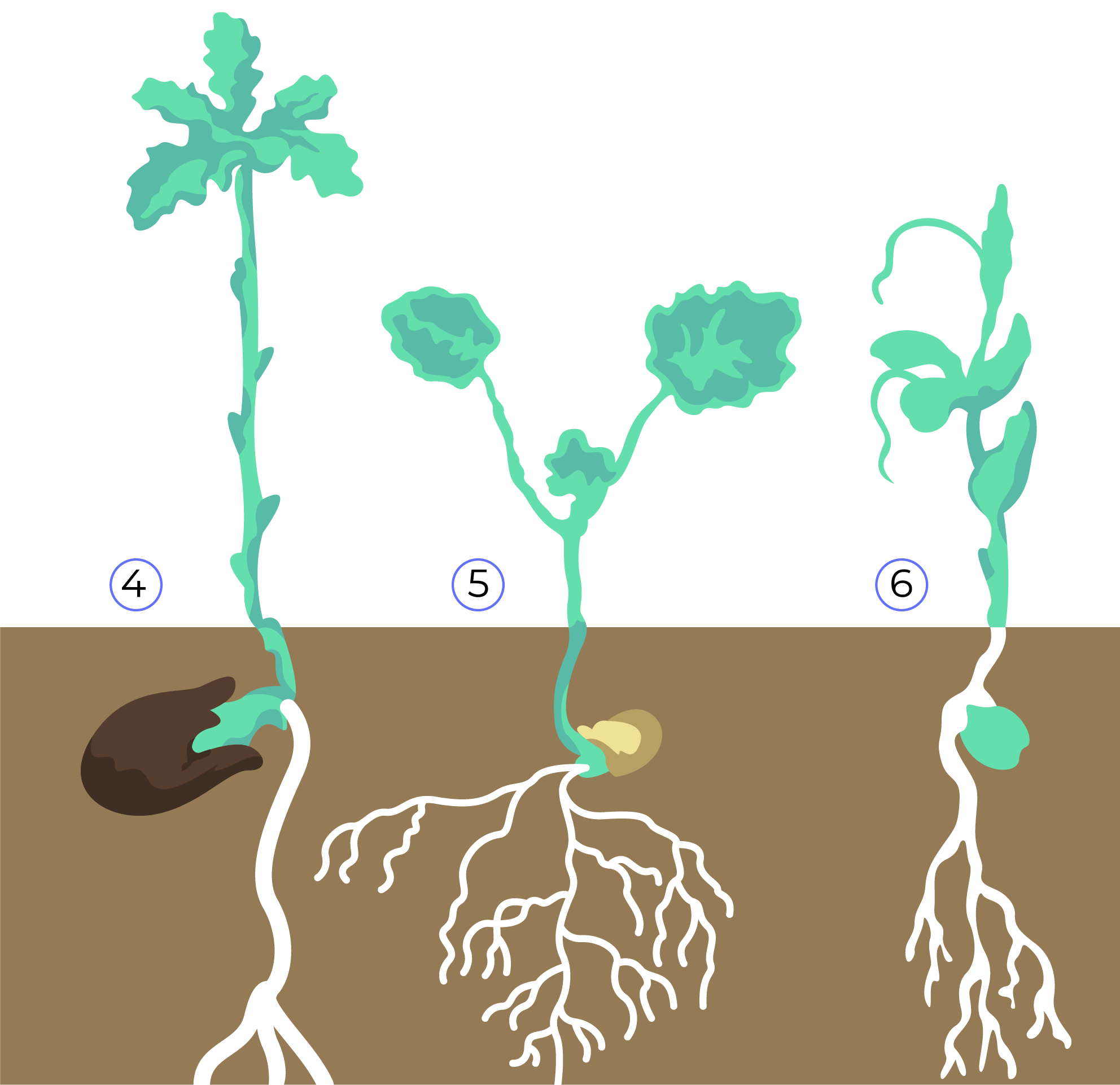 Рис. 3. Подземное прорастание семян (4 — дуб, 5 — настурция, 6 — горох)