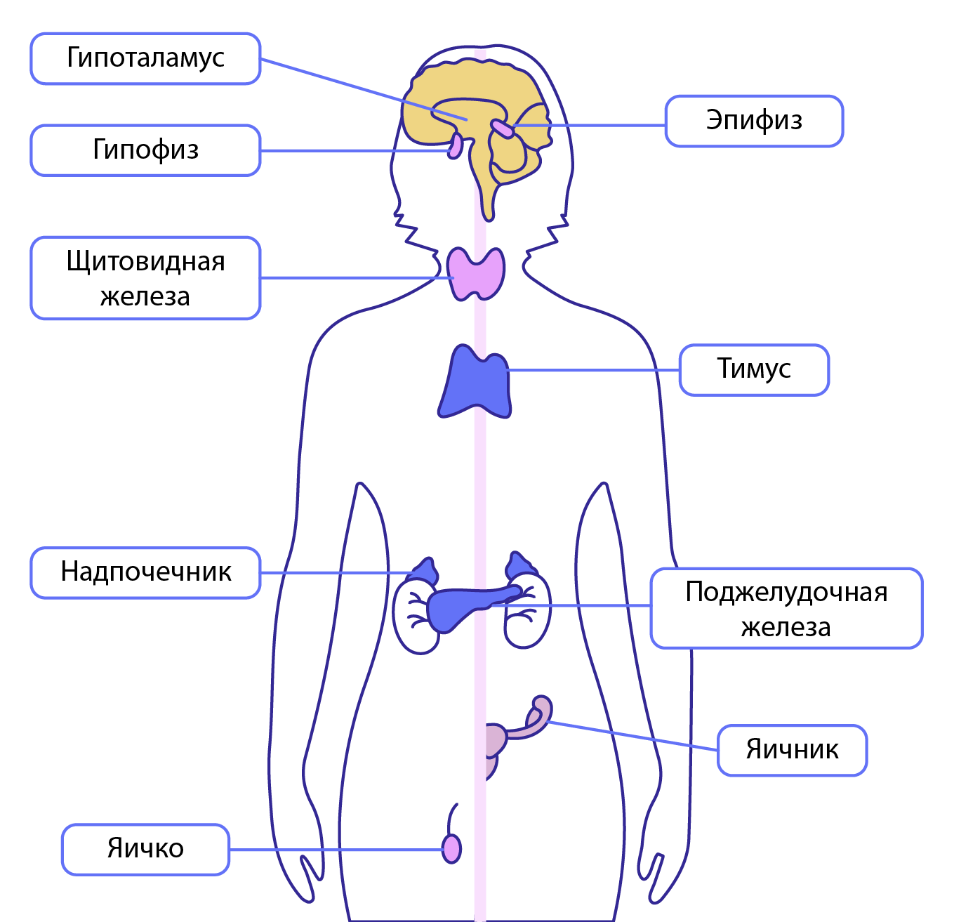Этапы нейрогуморальной регуляции организма начиная с гипоталамуса. Эндокринная система человека. Гуморальная регуляция картинки. Регуляторные функции организма человека.