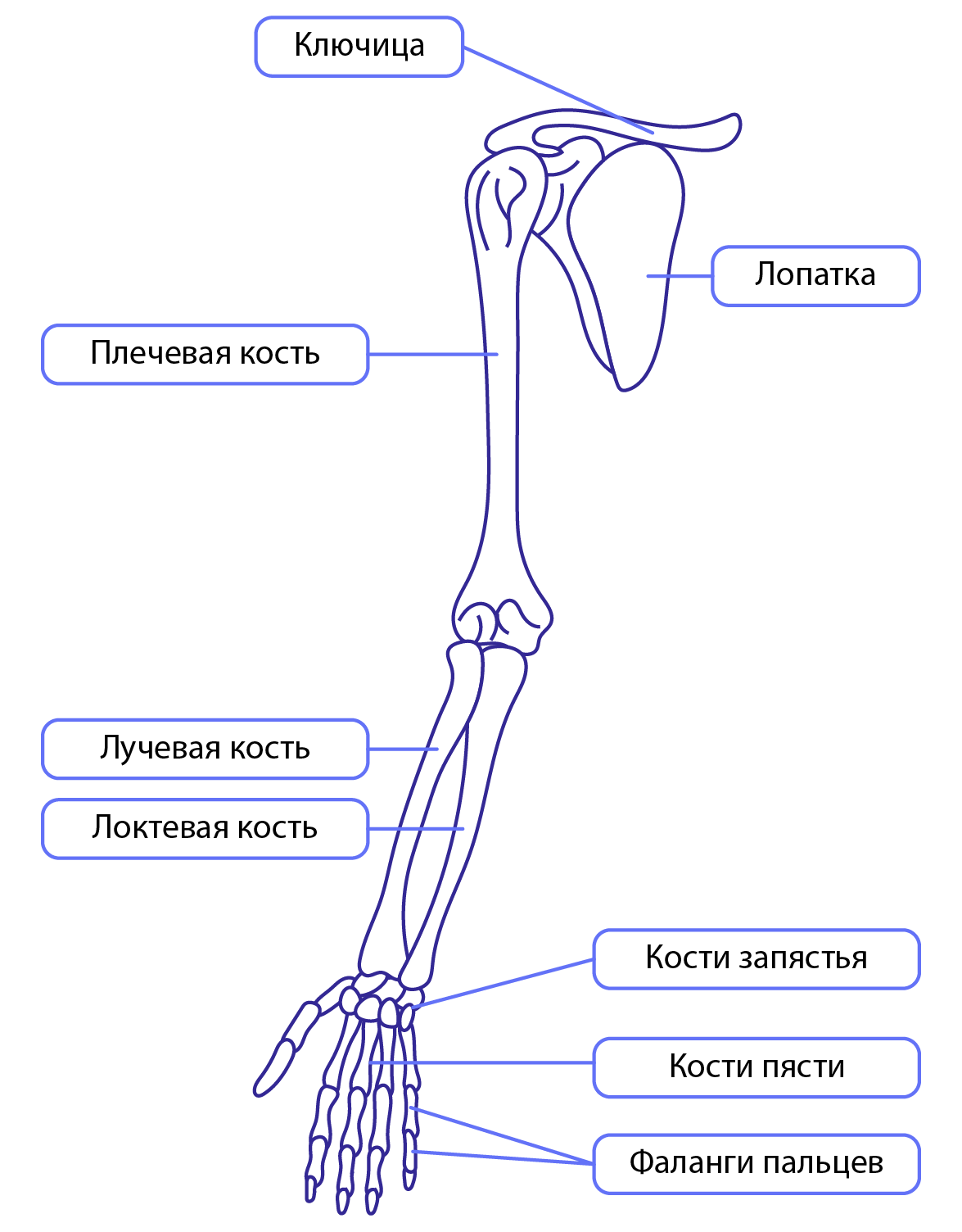 Соединение кости нижней конечности