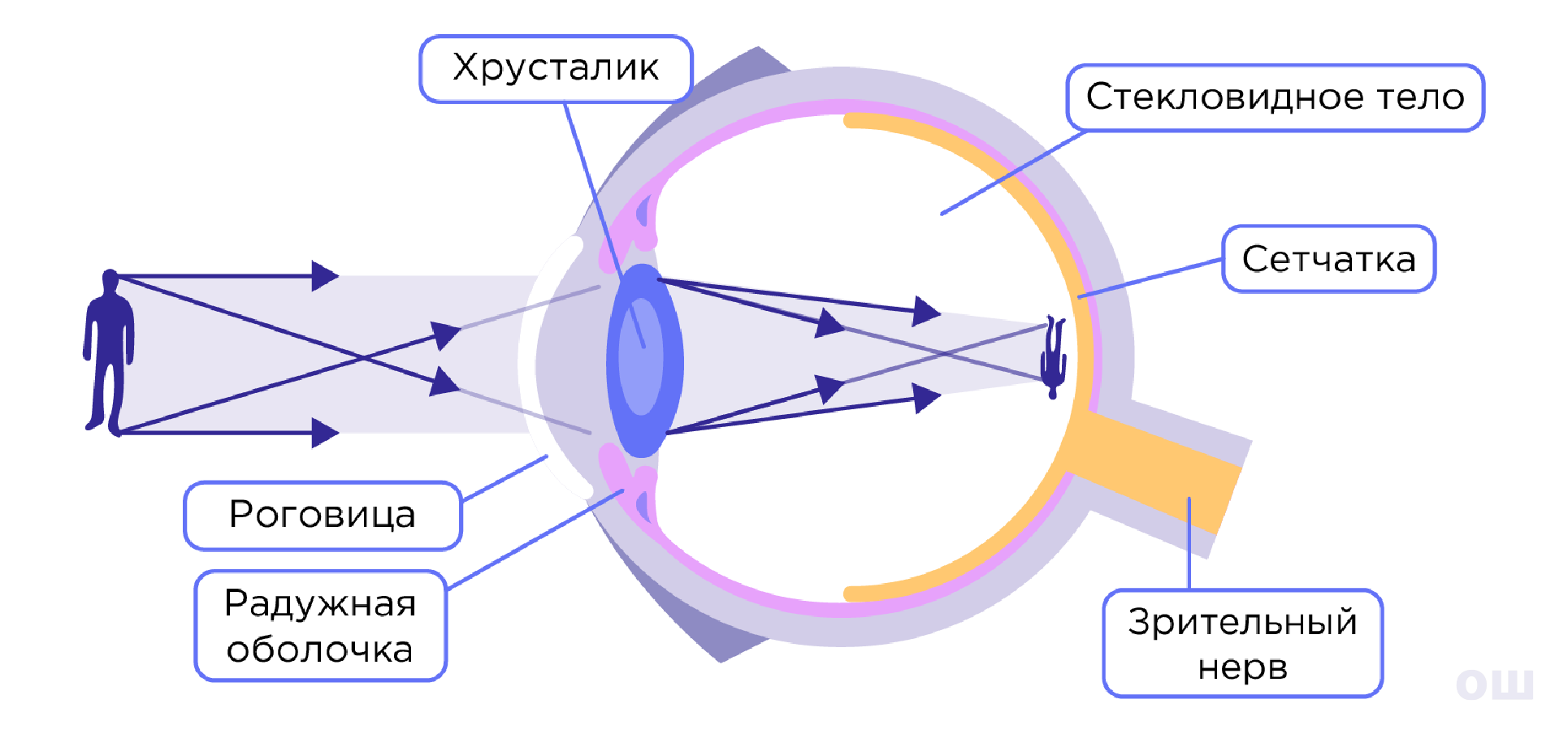 Восприятие зрительной информации. Нарушение работы органов зрения |  Биология 8 класс