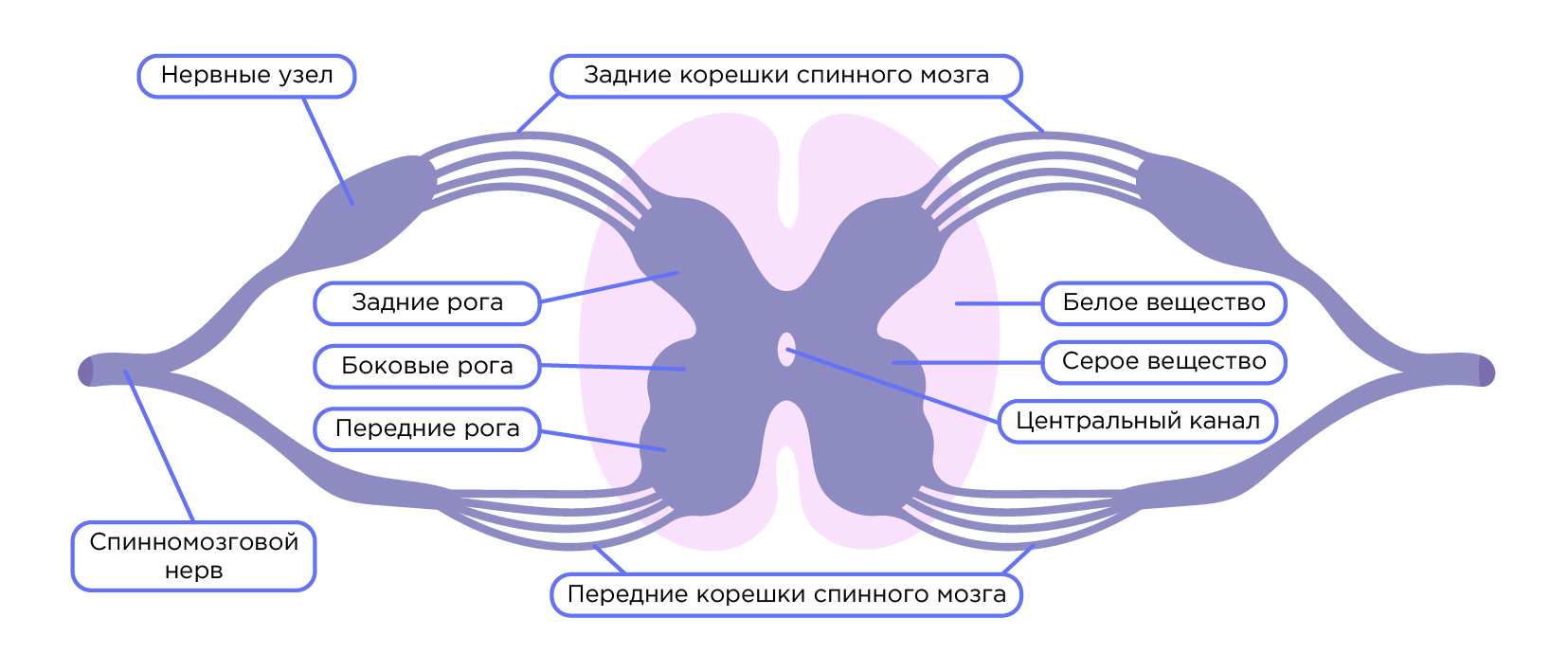 Строение и функции спинного мозга. Строение и функции головного мозга |  Биология 8 класс