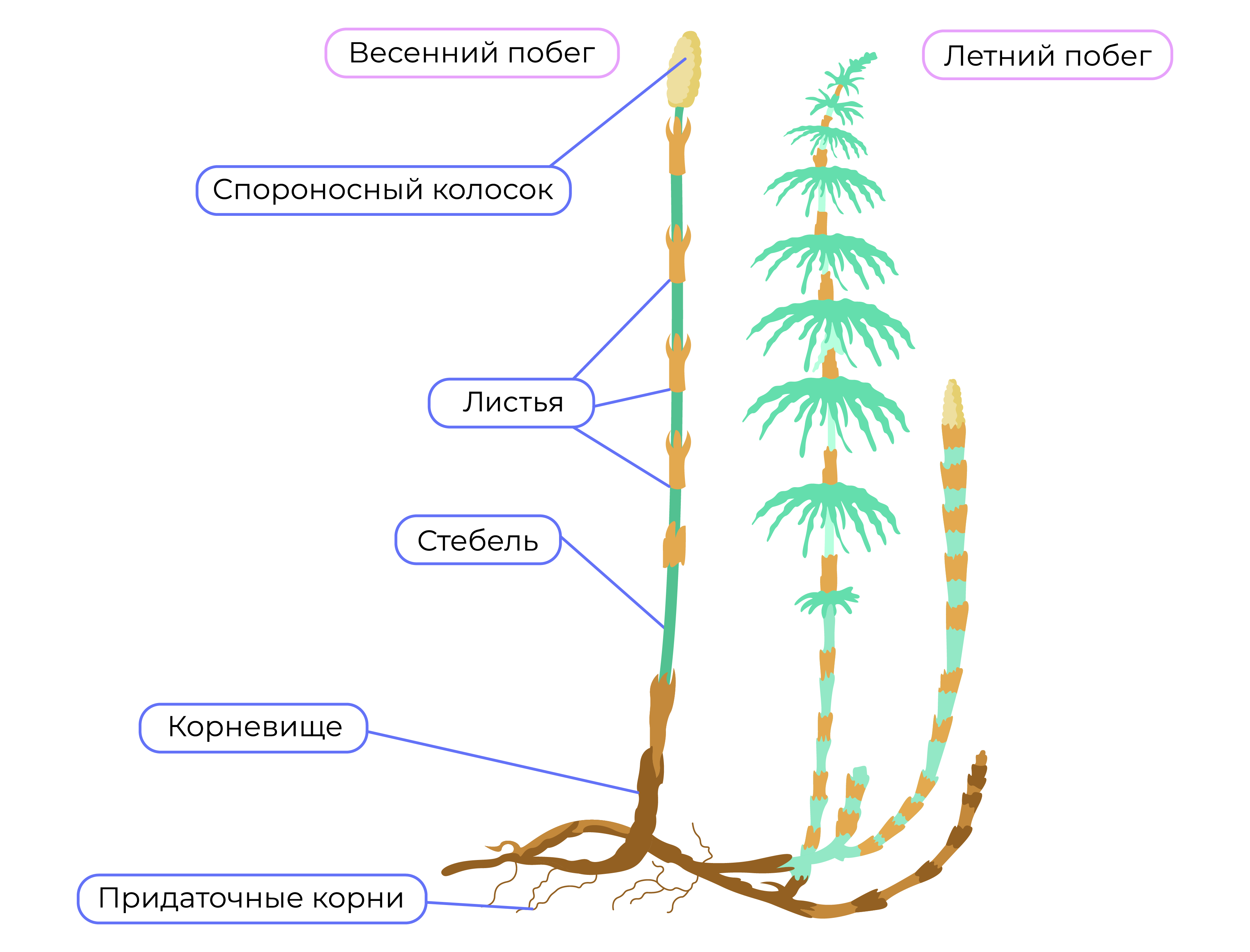 Спороносные колоски у папоротника. Размножение хвощей. Хвощ схема.