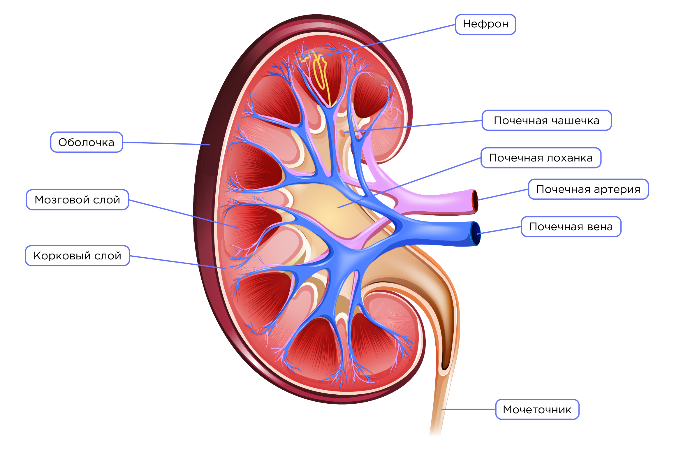 Строение почки оболочки. Строение почки рис 116. Строение почки патофизиология.