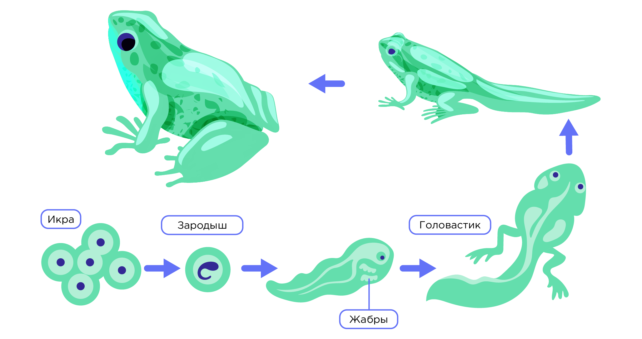 Мозг амфибий и рептилий