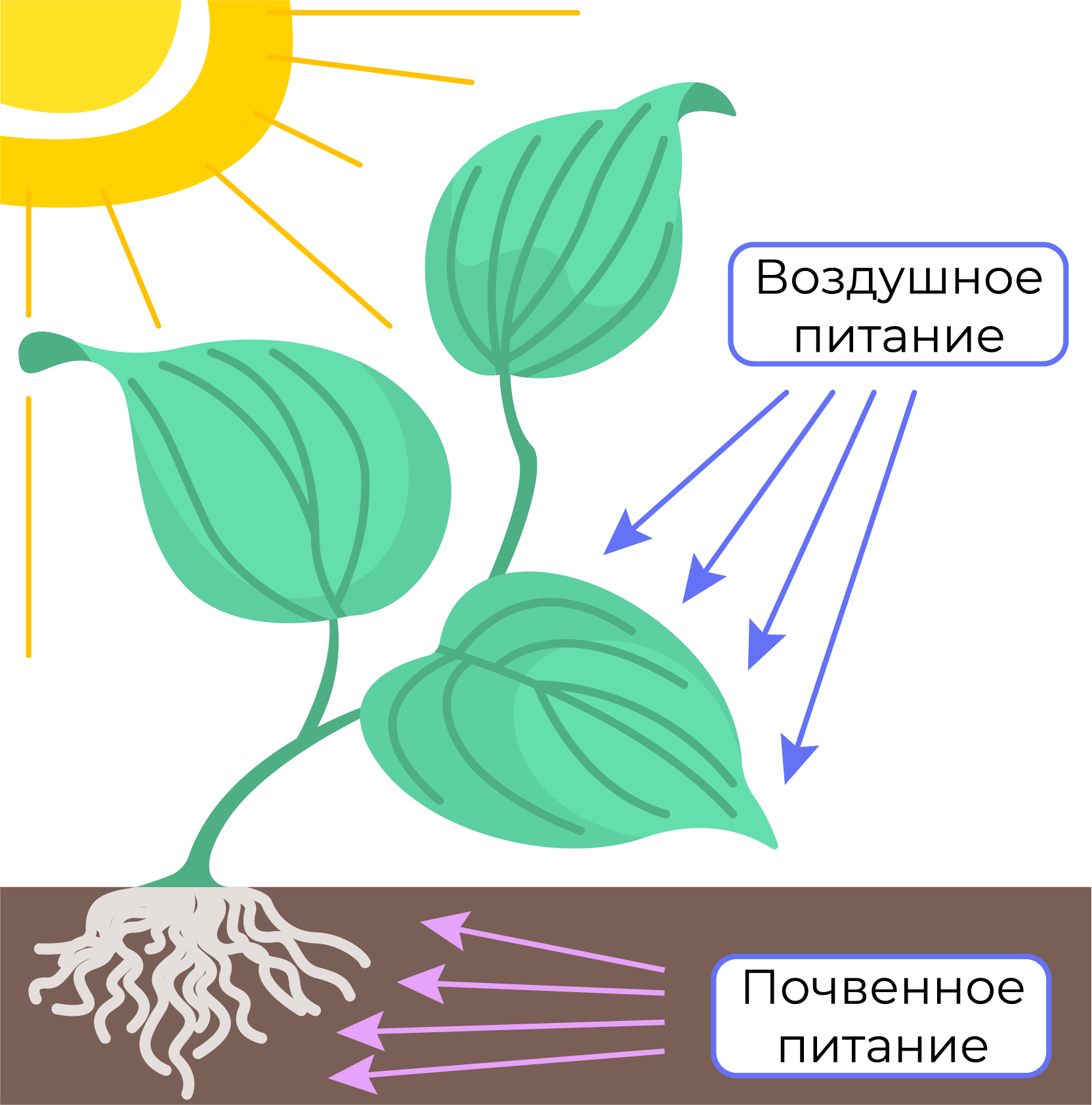 Минеральное питание растений тест по биологии 6. Схема питания растений. Воздушное питание растений схема. Питание растений 3 класс. Питание растений картинка.