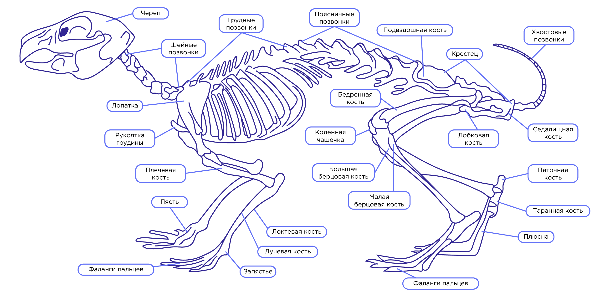 Особенности строения млекопитающих | Биология 7 класс