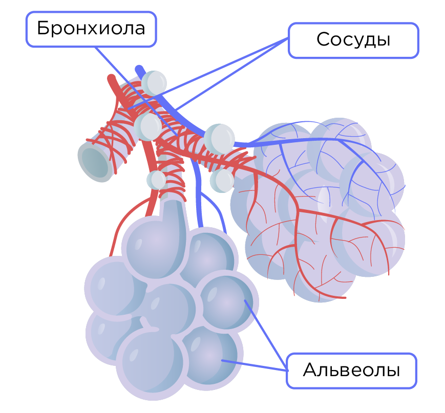 Стенка легочных альвеол образована