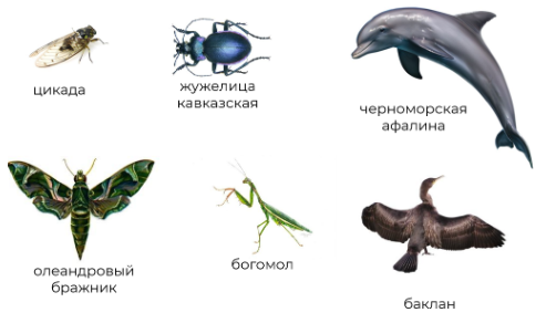 Рис. 13. Животные субтропиков России