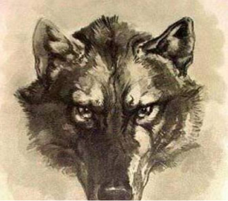 Рис. 2. Э. Сетон-Томпсон. Портрет волка-вожака. 1893.