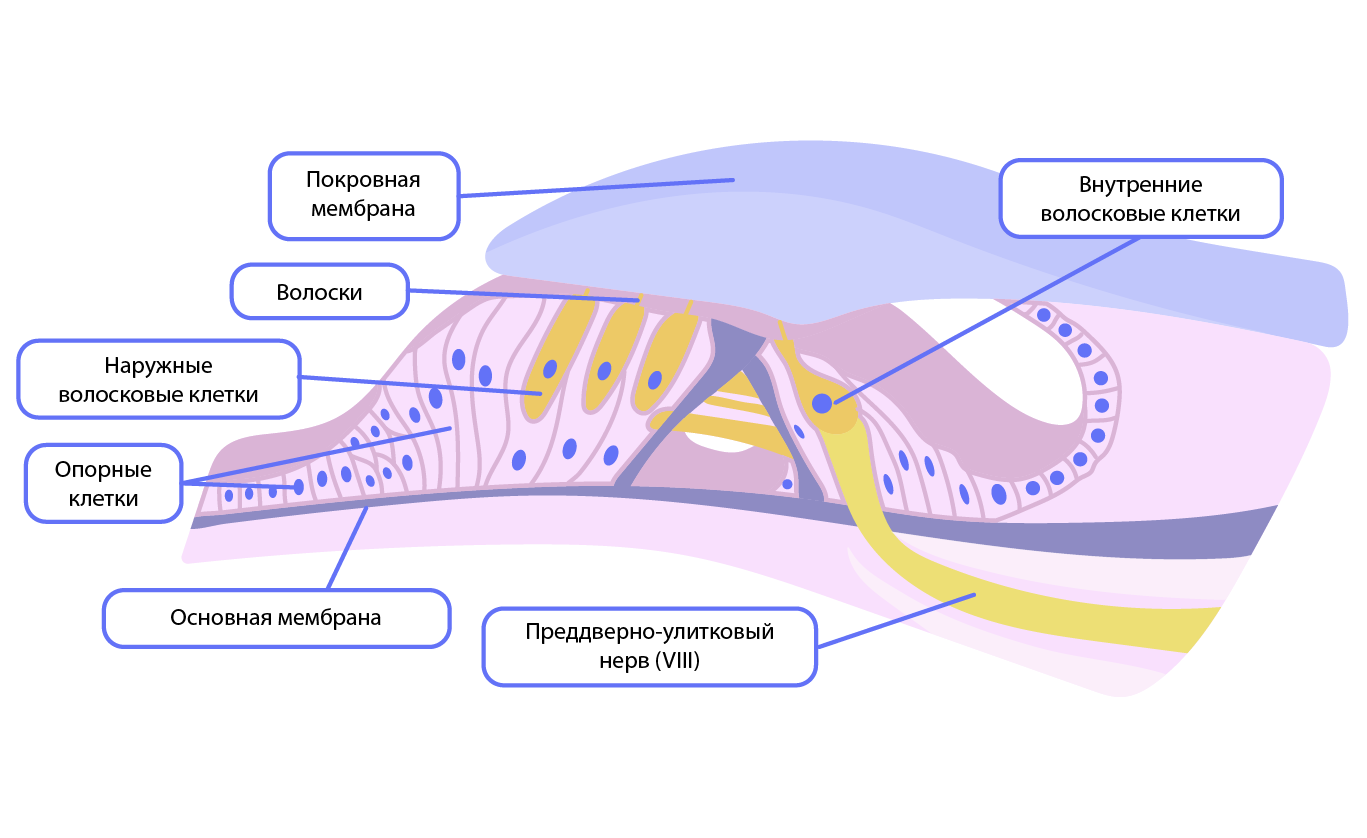 Слуховой анализатор. Строение. Орган равновесия | Биология 8 класс