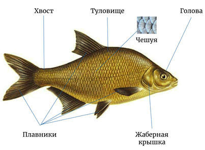 Рис. 2. Части тела рыбы