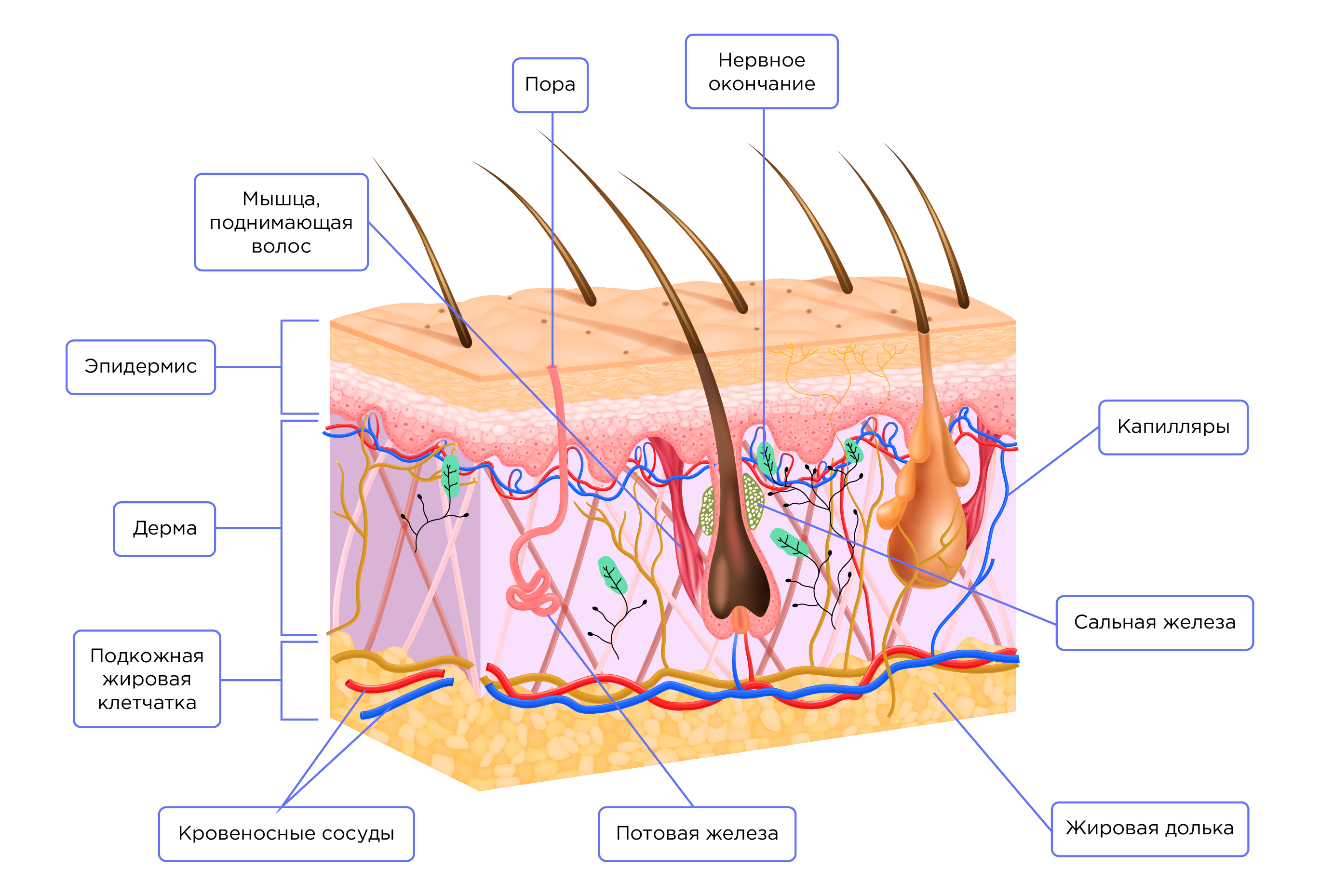 Строение и функции кожи терморегуляция. Кожа человека. Кожа человека биология. Строение подкожной клетчатки. Строение подкожно жировой клетчатки.