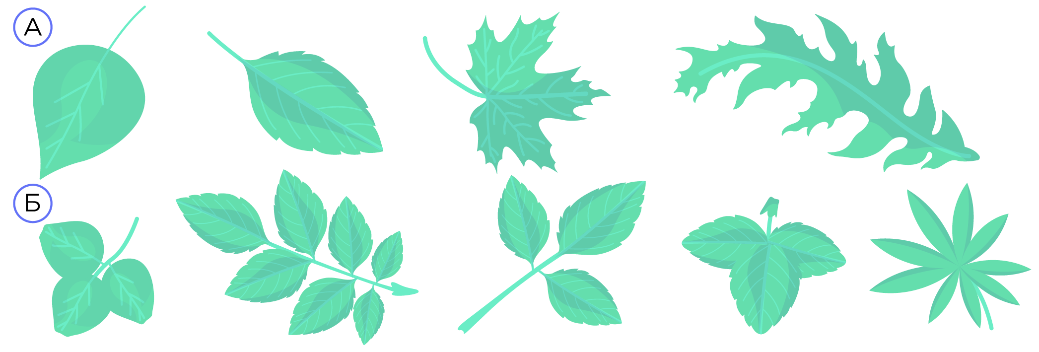 Рис. 5. А — простые листья; Б — сложные листья