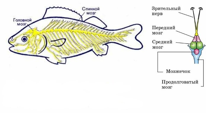 Рис. 10. Нервная система рыбы