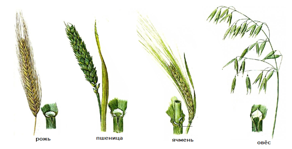 Рис. 1. Зерновые культуры