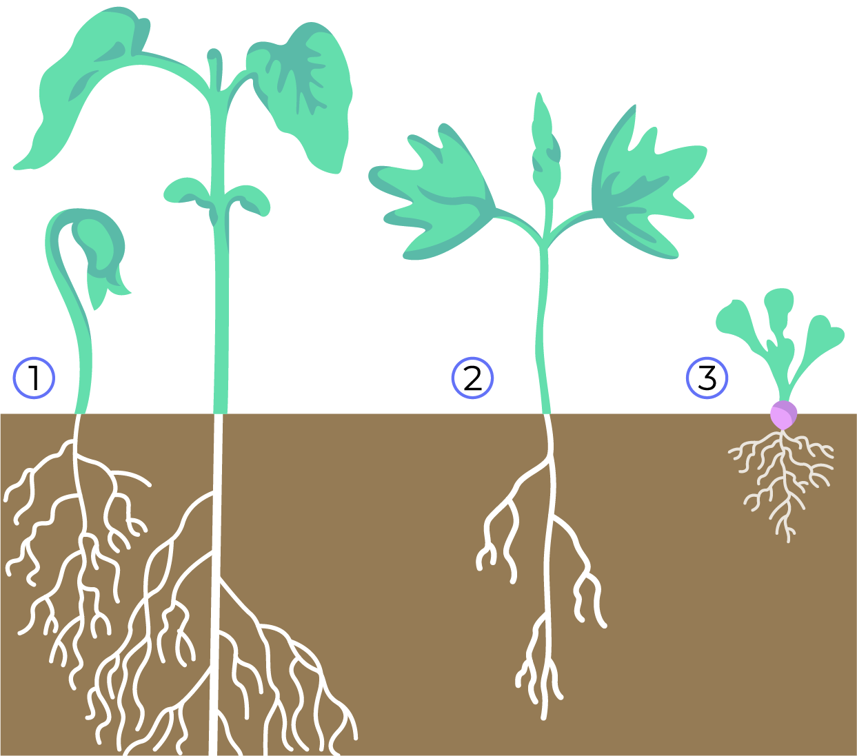 Рис. 2. Надземное прорастание семян (1 — фасоль, 2 — липа, 3 — редис)