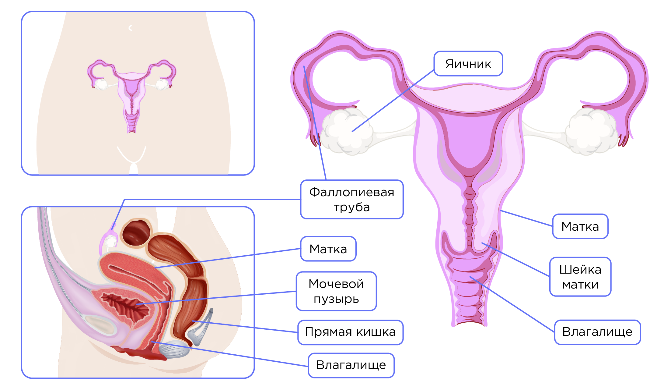 влияет сперма на женский организм фото 3