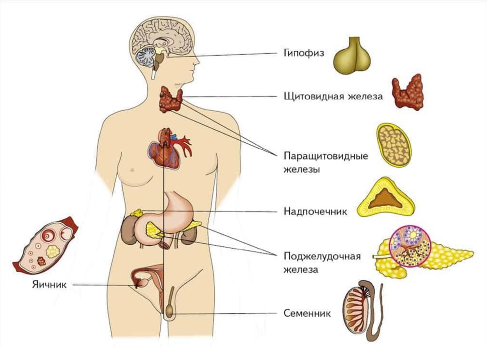 Рисунки эндокринных желез