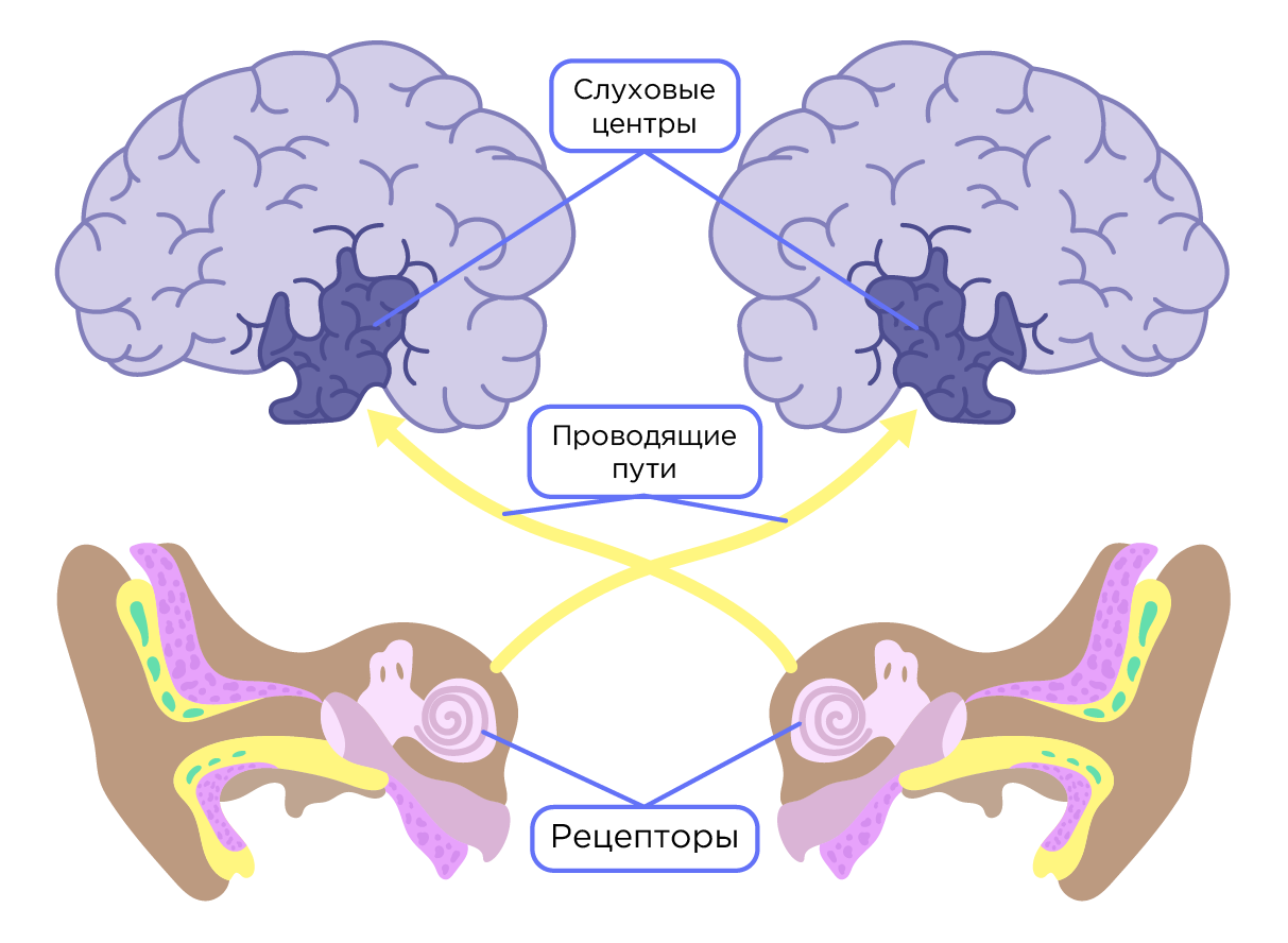 Слуховой анализатор. Строение. Орган равновесия | Биология 8 класс