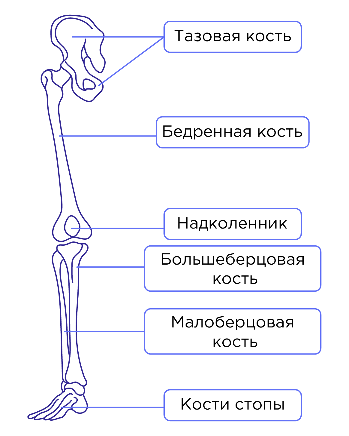 Кости таза строение соединение. Строение конечностей человека. Скелет нижних конечностей. Кость строение рисунок.
