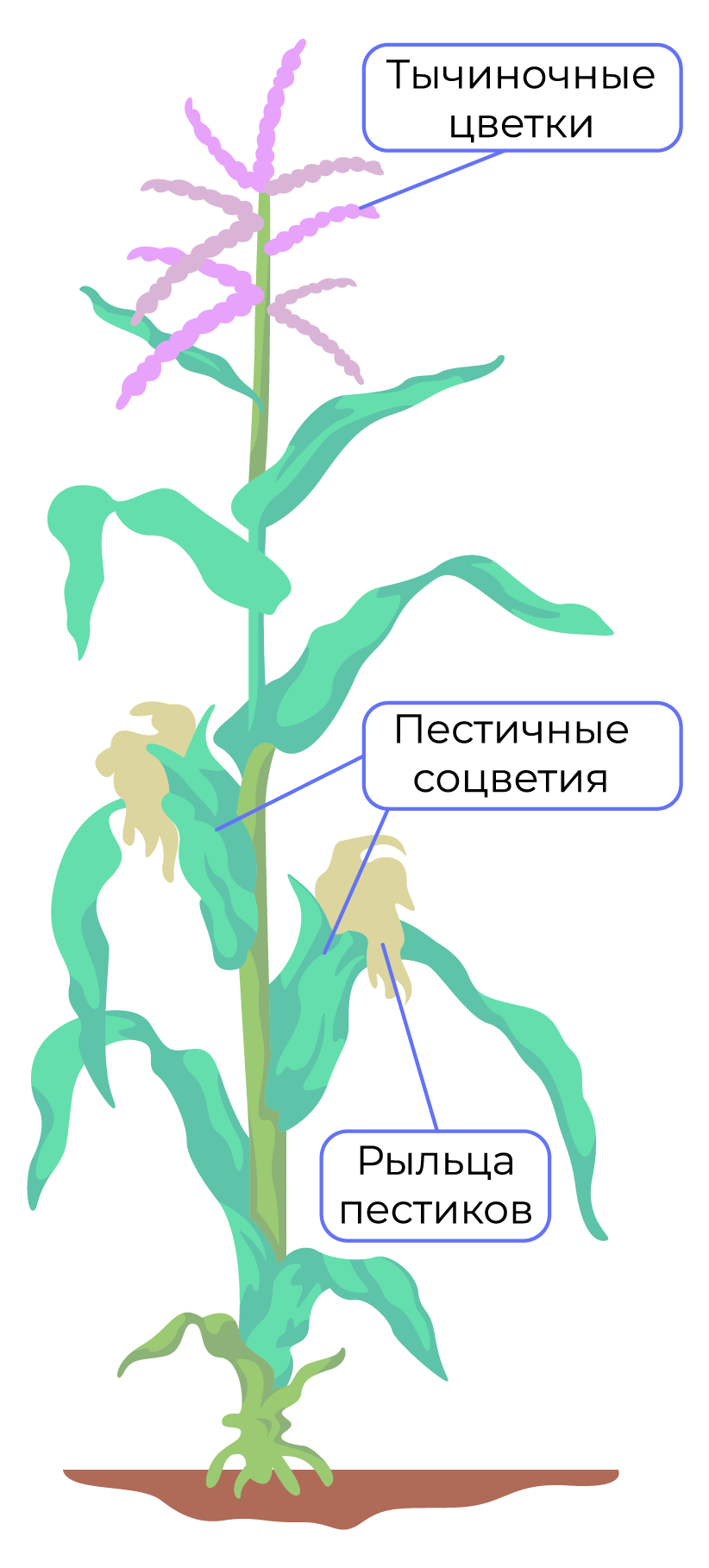 Рис. 4. Строение растения кукурузы