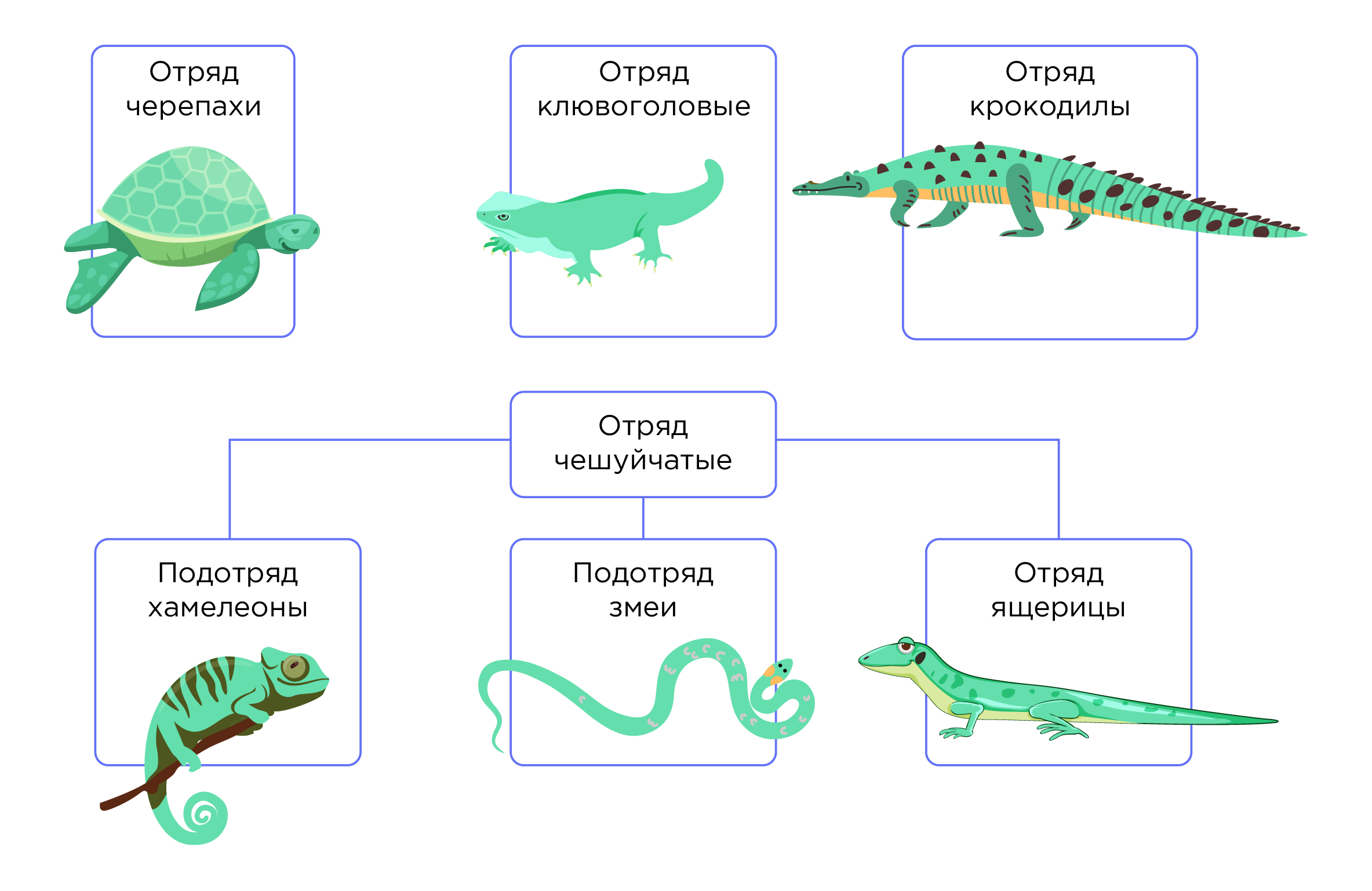Класс Пресмыкающиеся или Рептилии. Отряды пресмыкающихся | Биология 7 класс