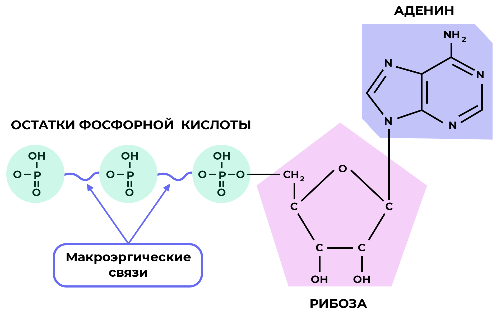 Химический состав организма (нуклеиновые кислоты и АТФ) | Биология 9 класс