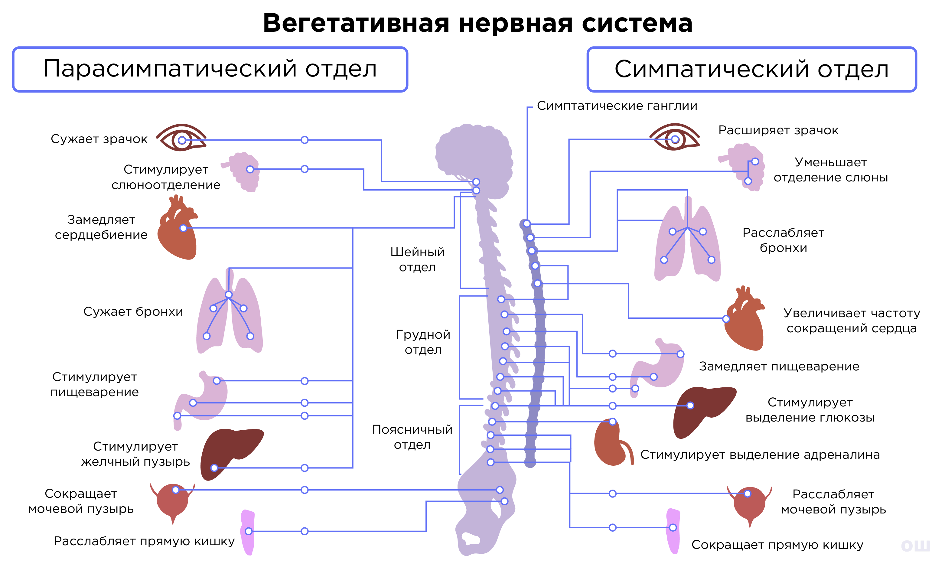 Строение и функции спинного мозга. Строение и функции головного мозга | Биология  8 класс