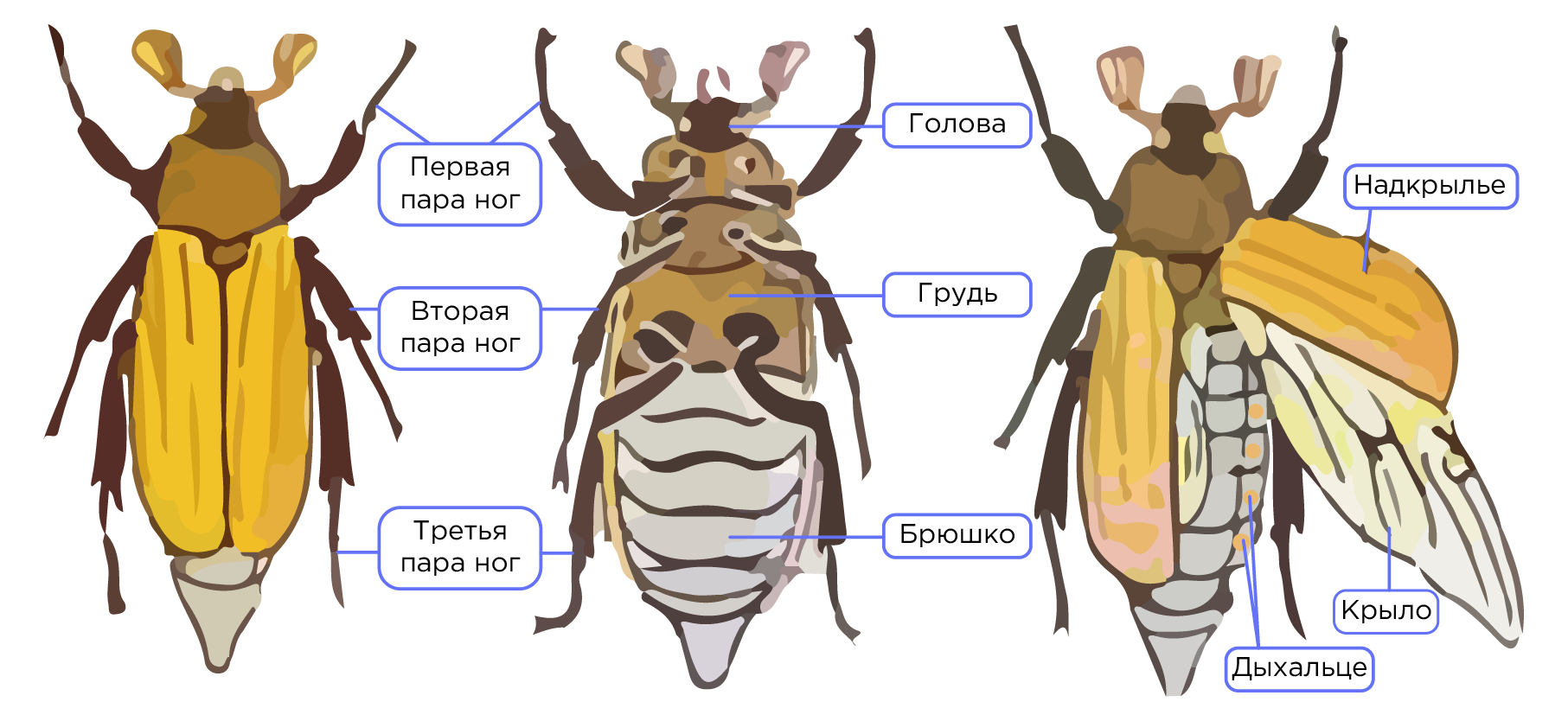 Строение насекомого майского жука