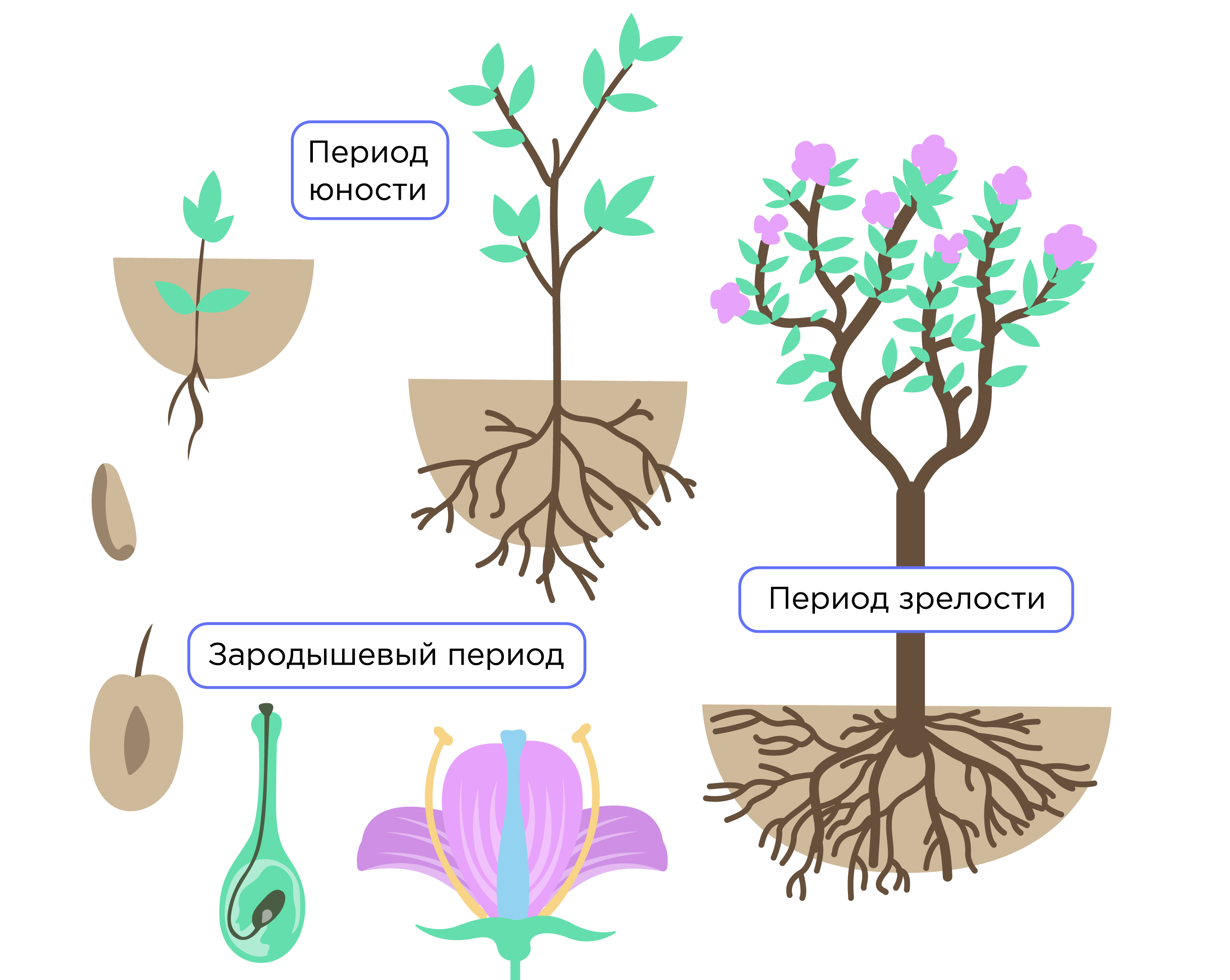 Рис. 1. Жизненный цикл цветковых растений